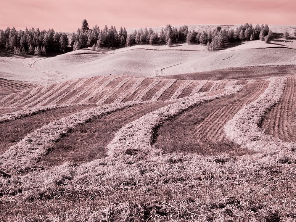 USA-Washington State-Palouse region-Harvest cut lines in Field art print by Terry Eggers for $57.95 CAD